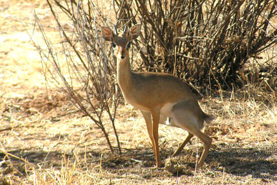 Image of Kirk's Dik-dik