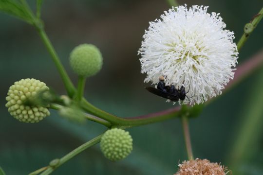 Image of white leadtree
