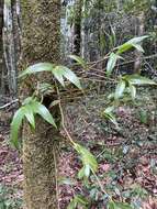 Imagem de Dendrobium adae F. M. Bailey