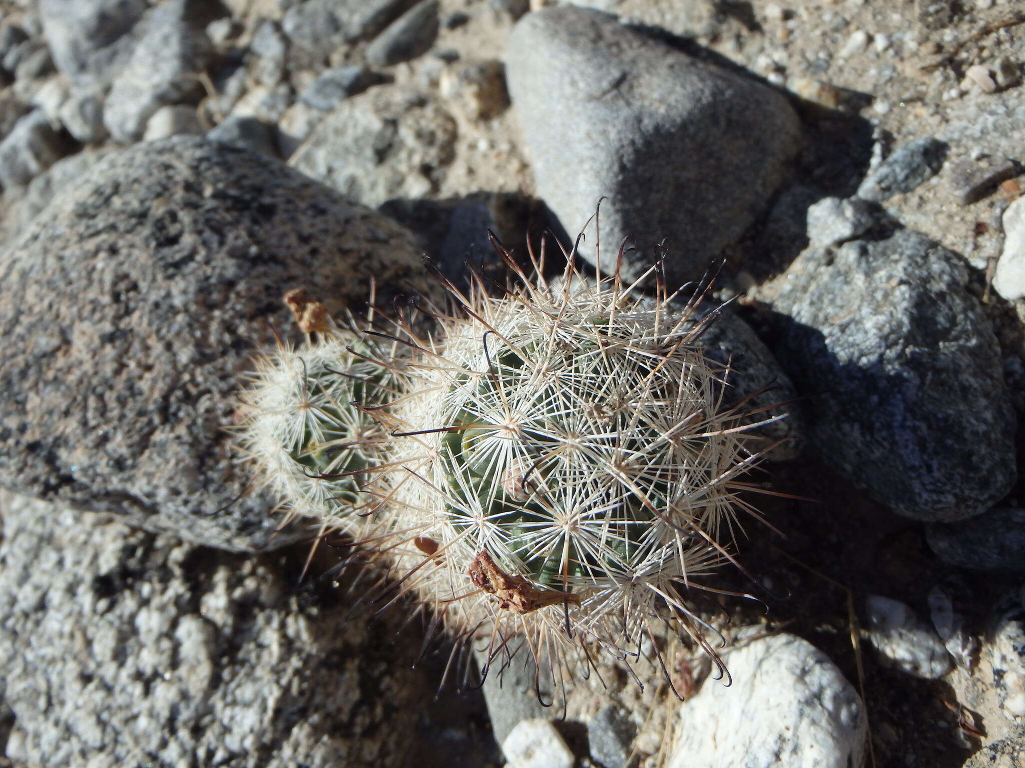 Image of Common Fishhook Cactus