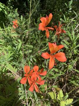 Image of Alstroemeria ligtu L.