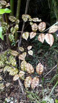 Слика од Lophomyrtus bullata (Soland. ex A. Cunn.) Burret