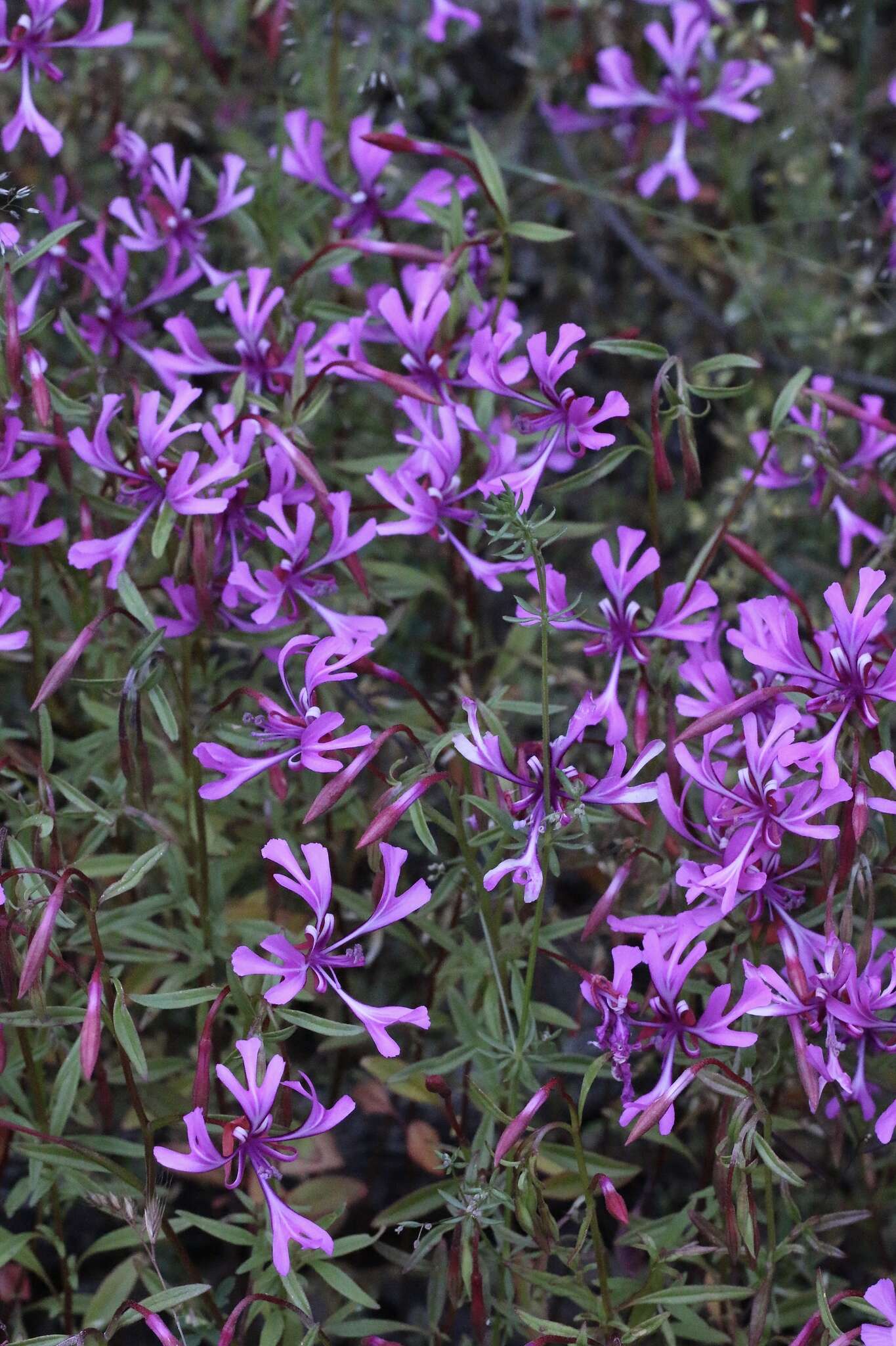 Plancia ëd Clarkia concinna subsp. concinna