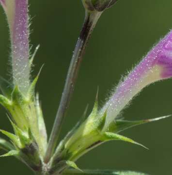 Image of Galeopsis reuteri Rchb. fil.