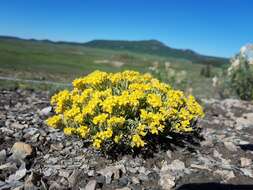 Image of Physaria pulvinata O'Kane & Reveal