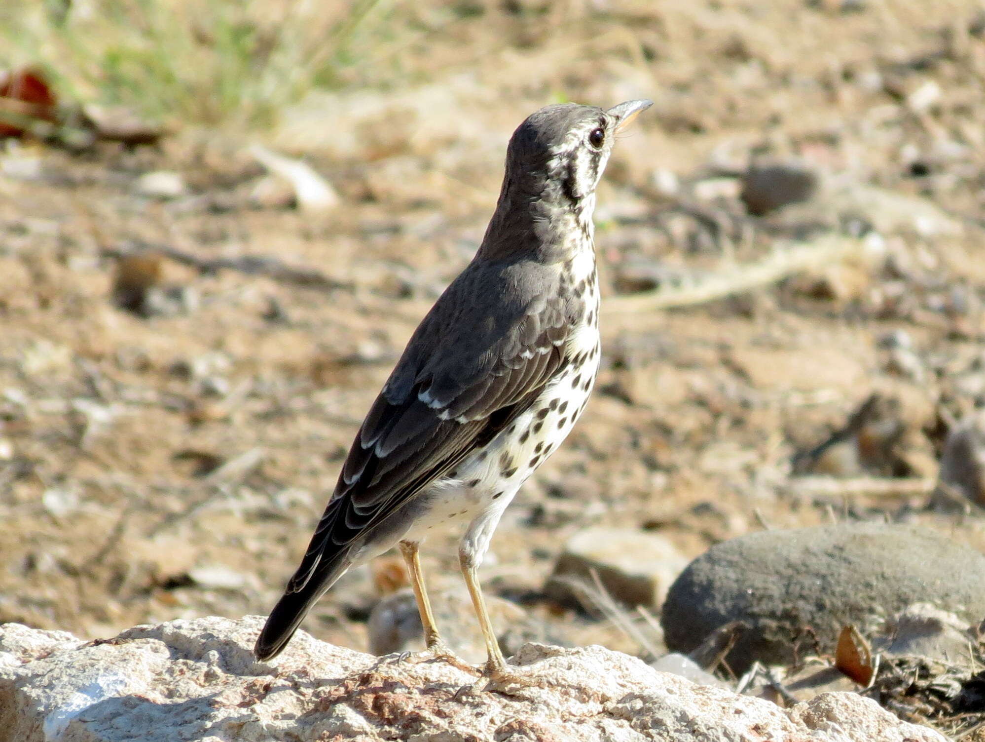 Plancia ëd Turdus litsitsirupa pauciguttatus Clancey 1956