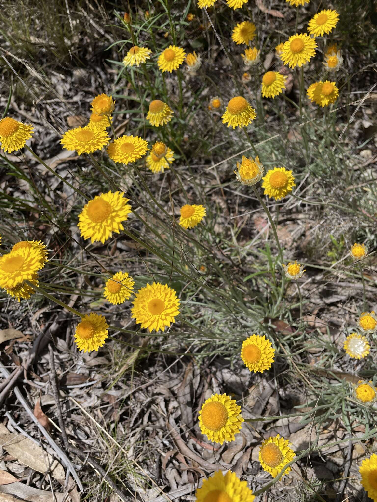 Image of Leucochrysum albicans (A. Cunn.) P. G. Wilson