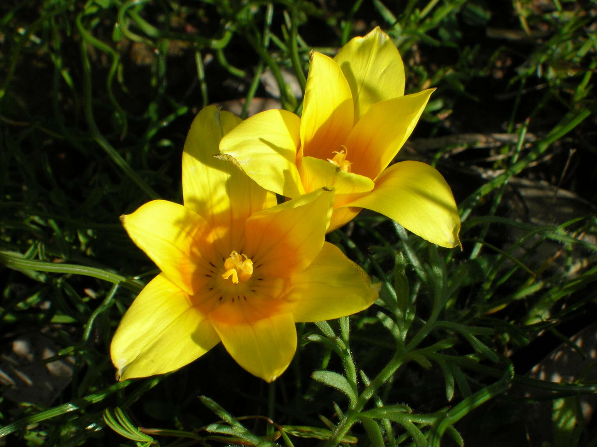 Image of Romulea tortuosa subsp. aurea (Klatt) M. P. de Vos