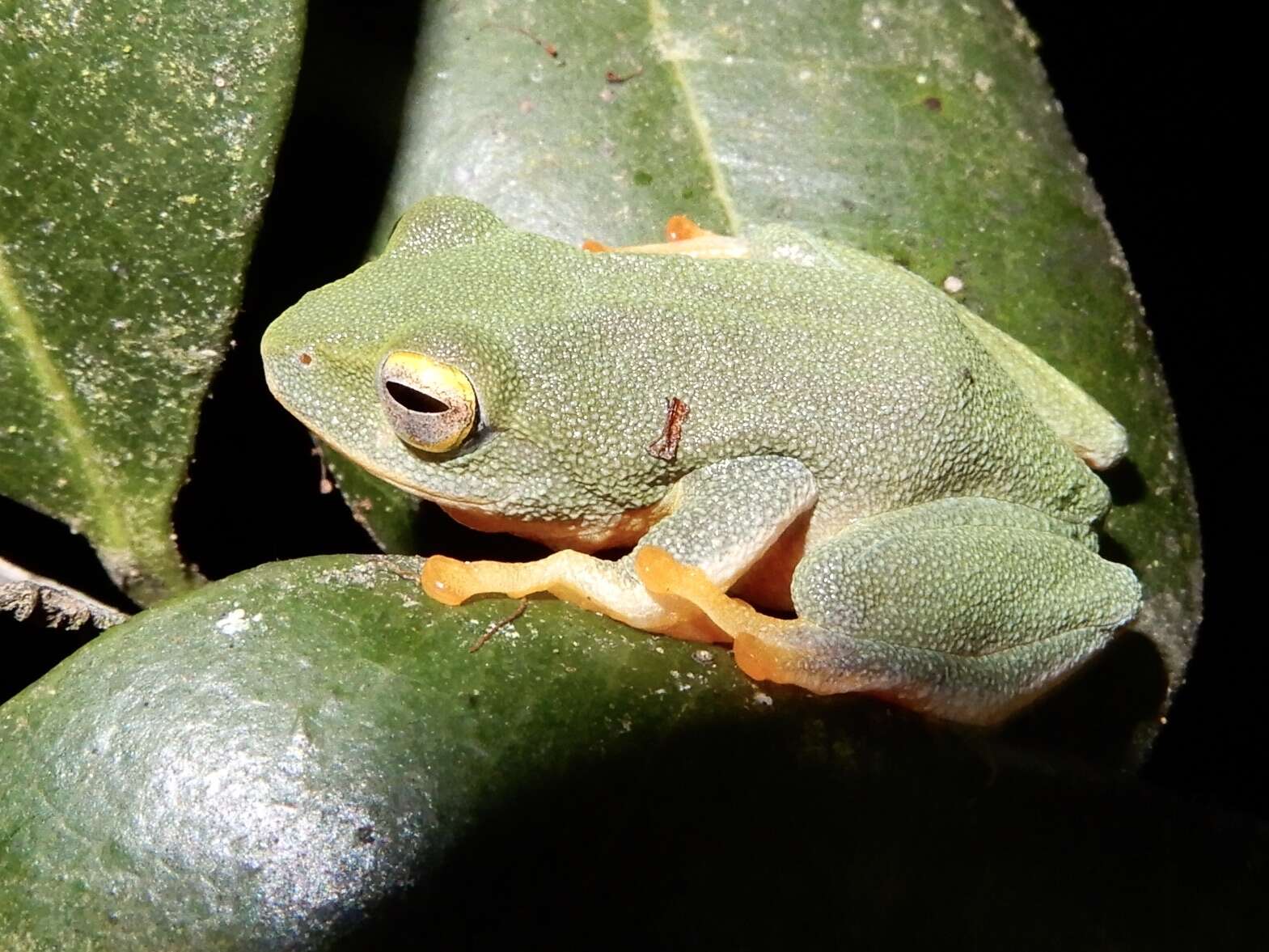 Image of Jayaram's bush frog