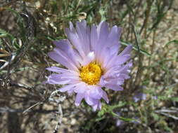 Image de Xylorhiza tortifolia (Torr. & A. Gray) Greene