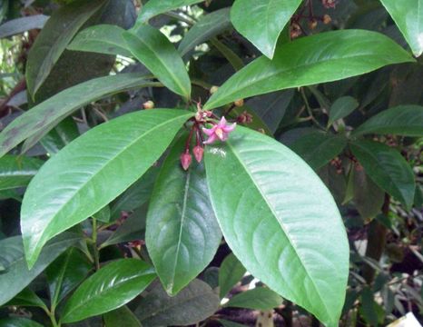 Image of <i>Ardisia paniculata</i> Roxb.