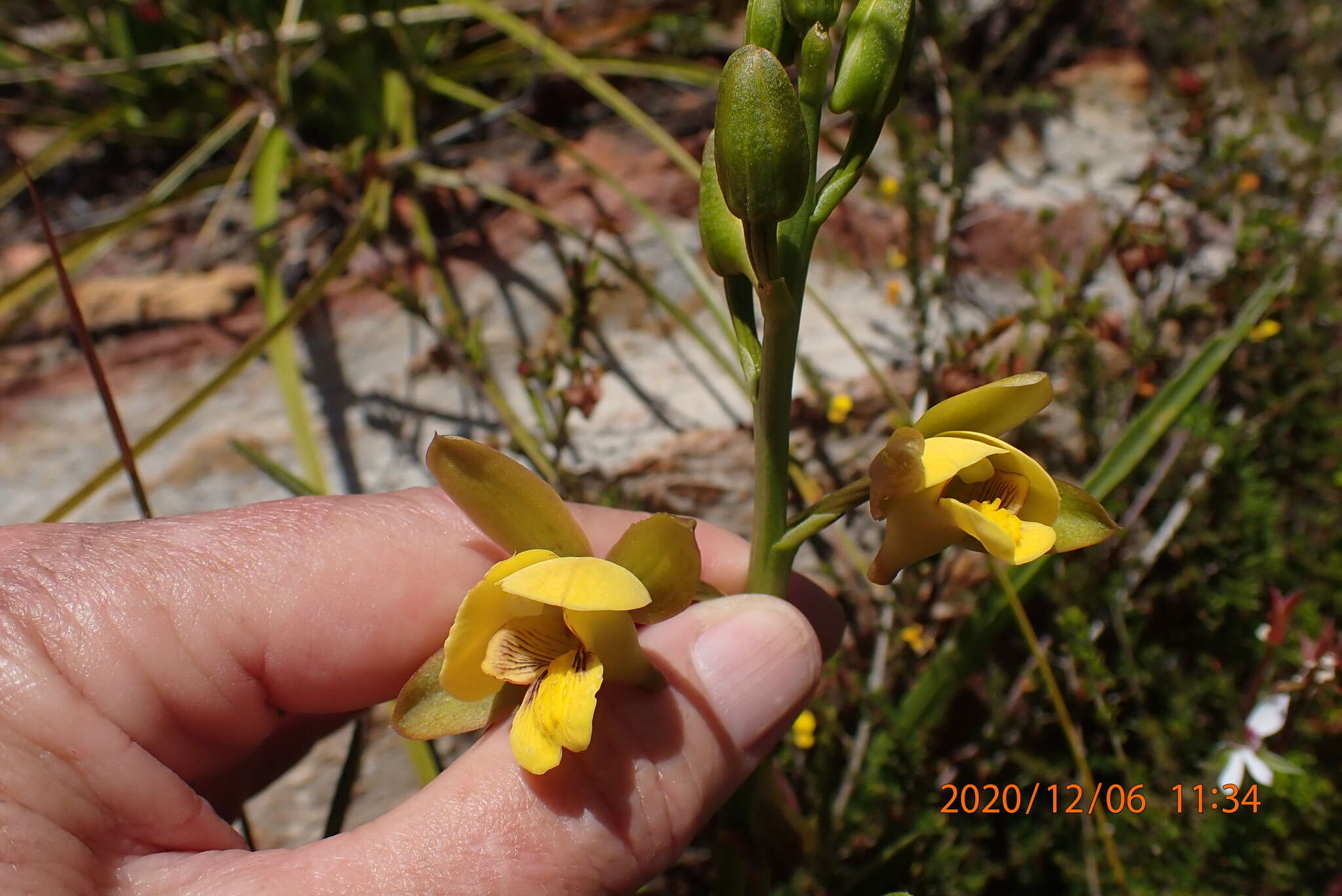 Eulophia platypetala Lindl.的圖片