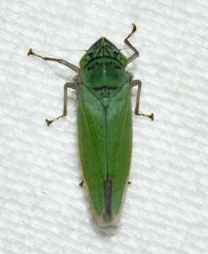 Image of Leafhopper