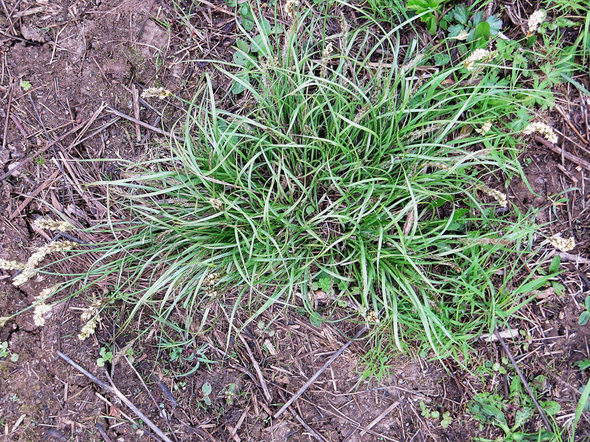 Image of Carex laevissima Nakai