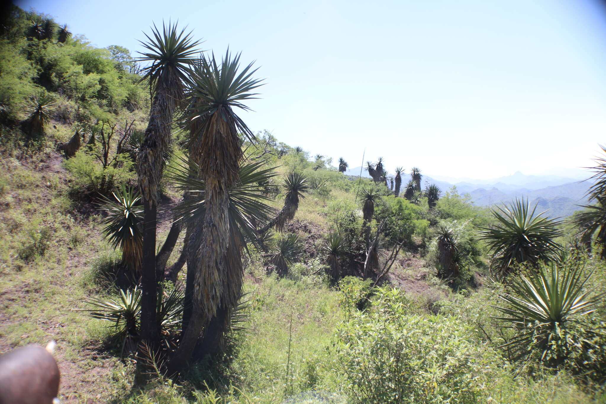 Image of Yucca grandiflora Gentry