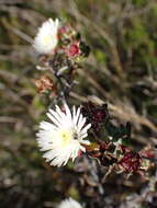 صورة Lampranthus productus (Haw.) N. E. Br.