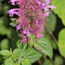 Image of Agastache palmeri (B. L. Rob.) Standl.