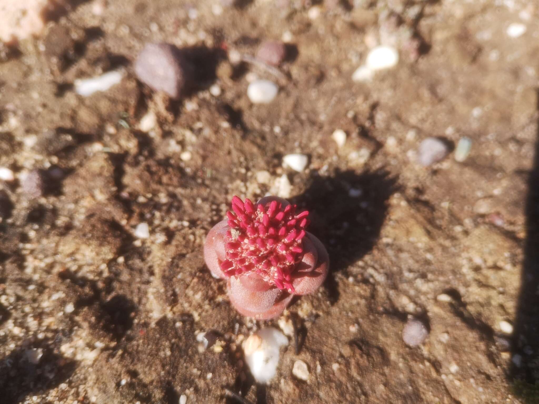 Слика од Crassula columnaris Thunb.