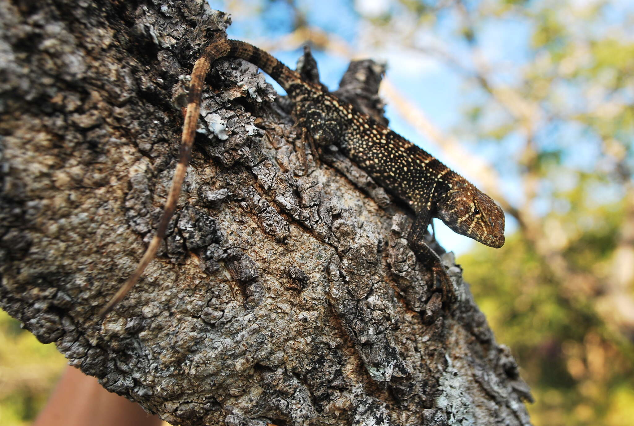 Sivun Sceloporus utiformis Cope 1864 kuva