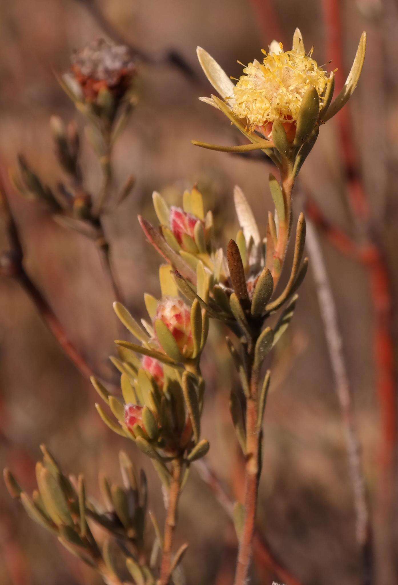 Image de Leucadendron nitidum Buek ex Meissn.