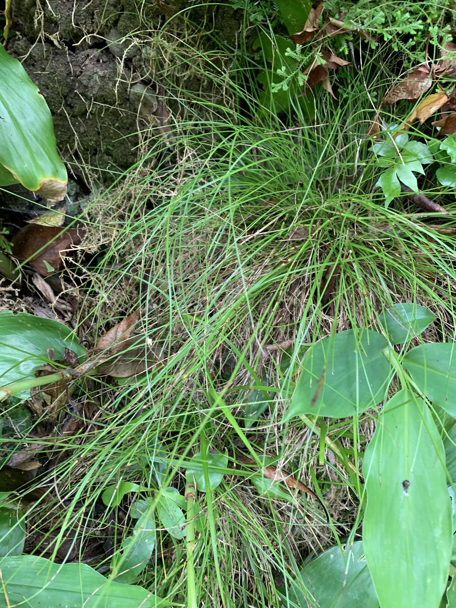 Image of Carex peregrina Link