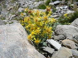 Plancia ëd Solidago virgaurea L.