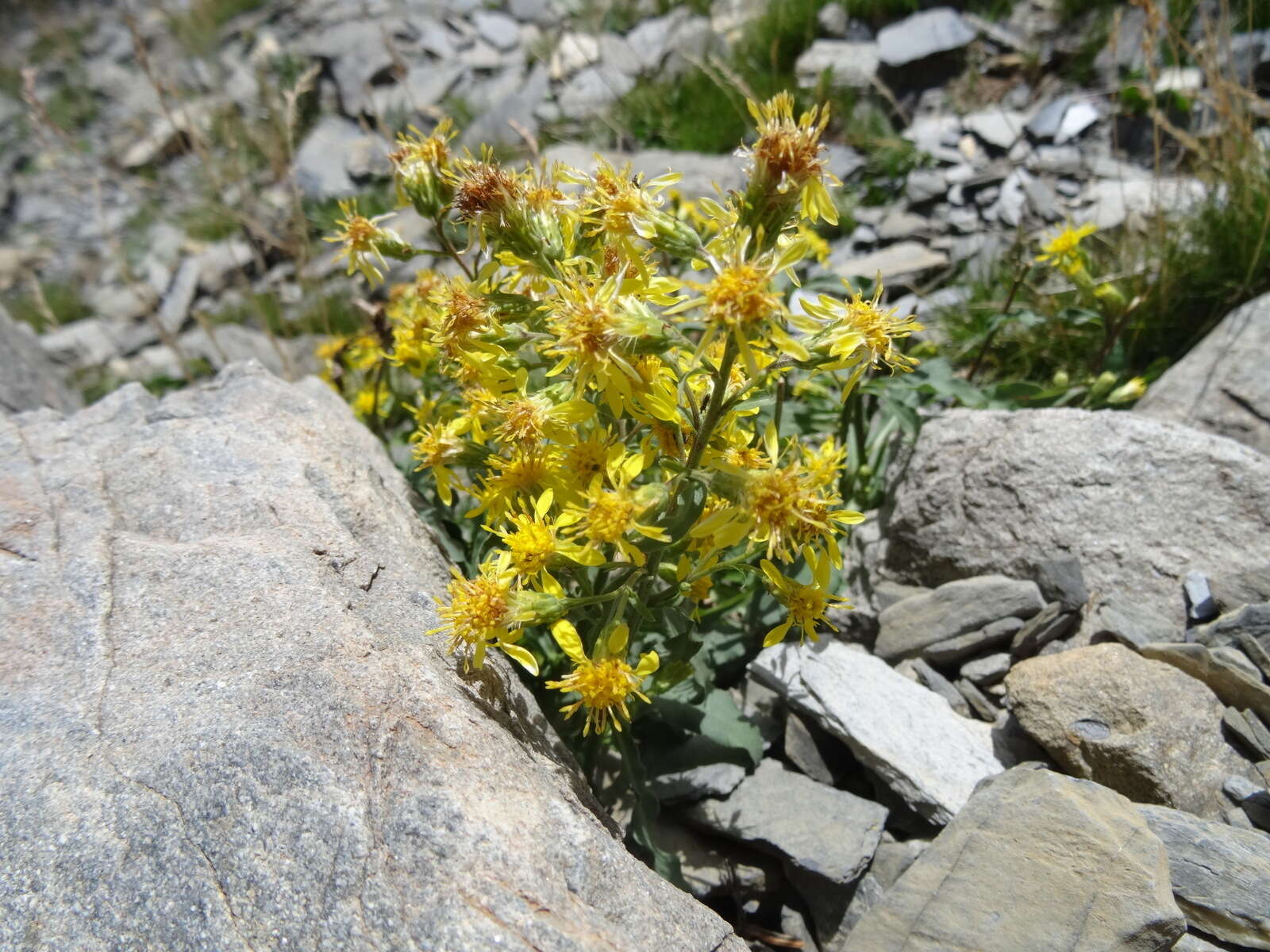 Plancia ëd Solidago virgaurea L.