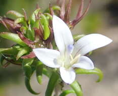Image of Wahlenbergia thunbergii (Schult.) B. Nord.