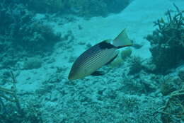 Image of Blackfin hogfish