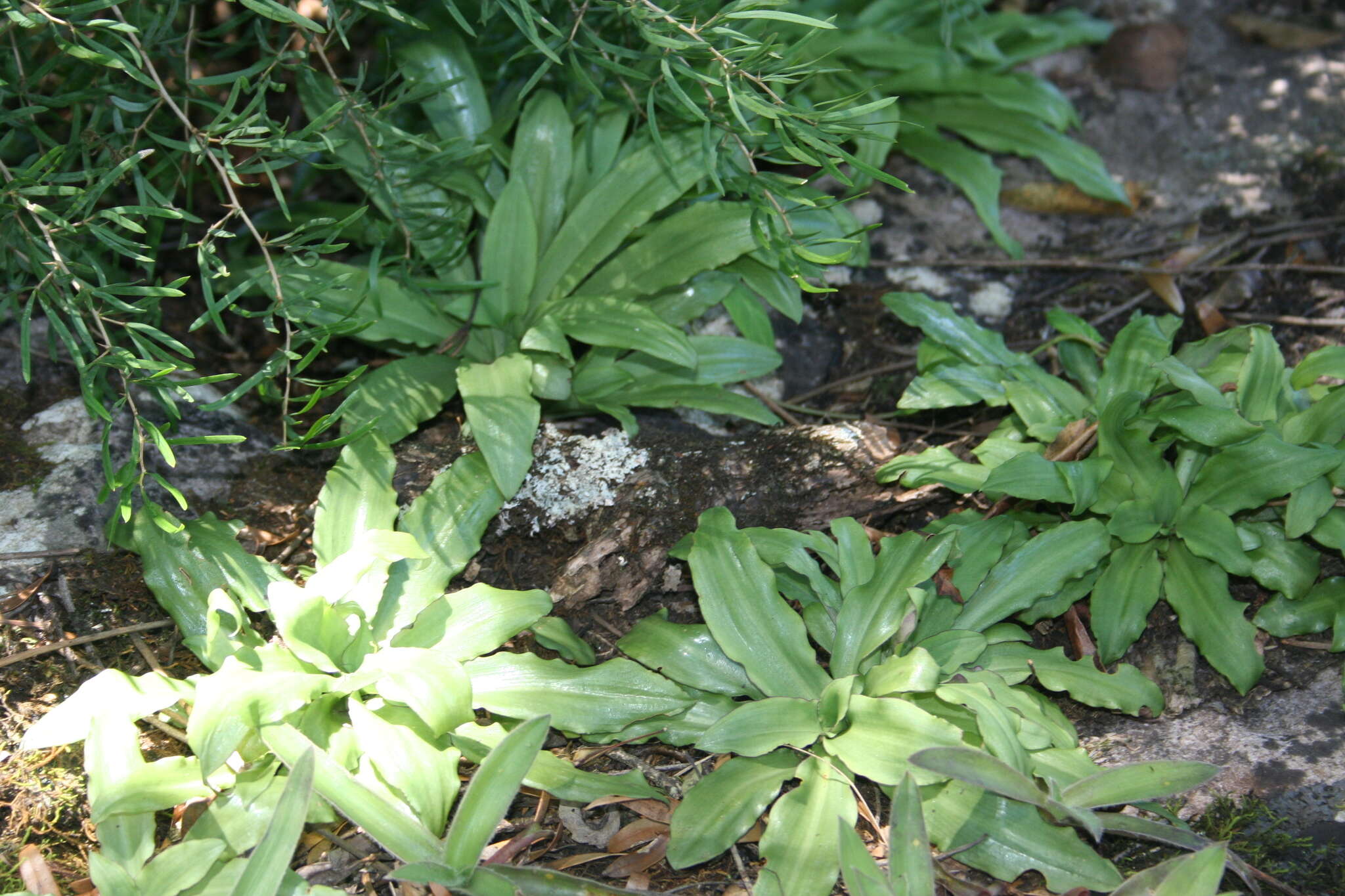 Image de Stenoglottis zambesiaca Rolfe