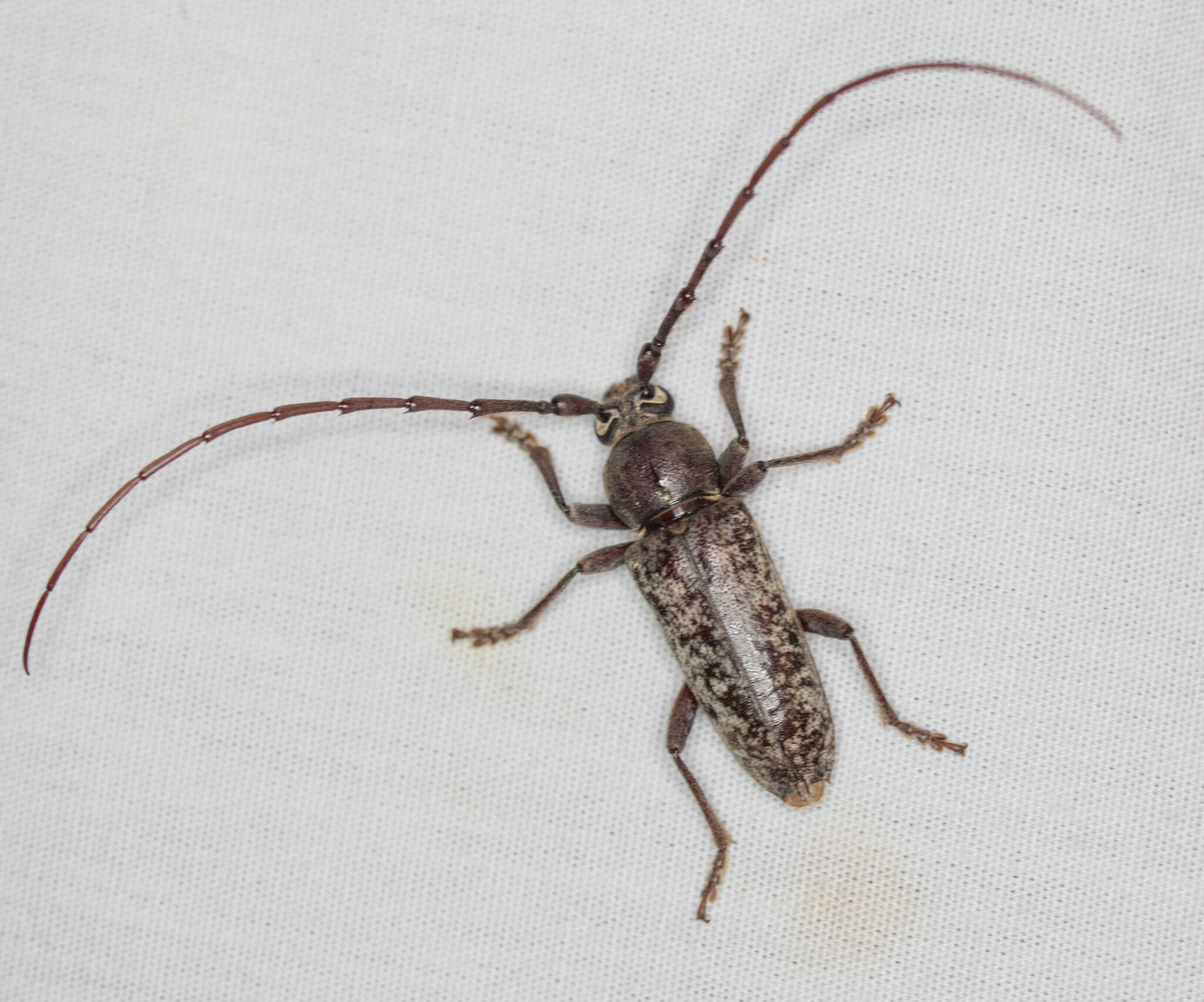 Image of Enaphalodes atomarius (Drury 1773)