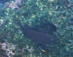 Image of Galapagos ringtail damselfish