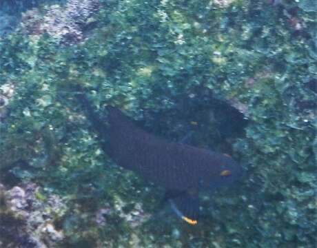 Image of Galapagos ringtail damselfish