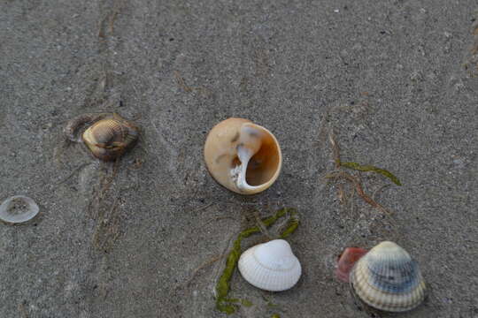 Image of European necklace shell