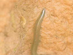 Image of Elliot's Earth Snake