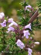 Clinopodium fasciculatum (Benth.) Govaerts的圖片