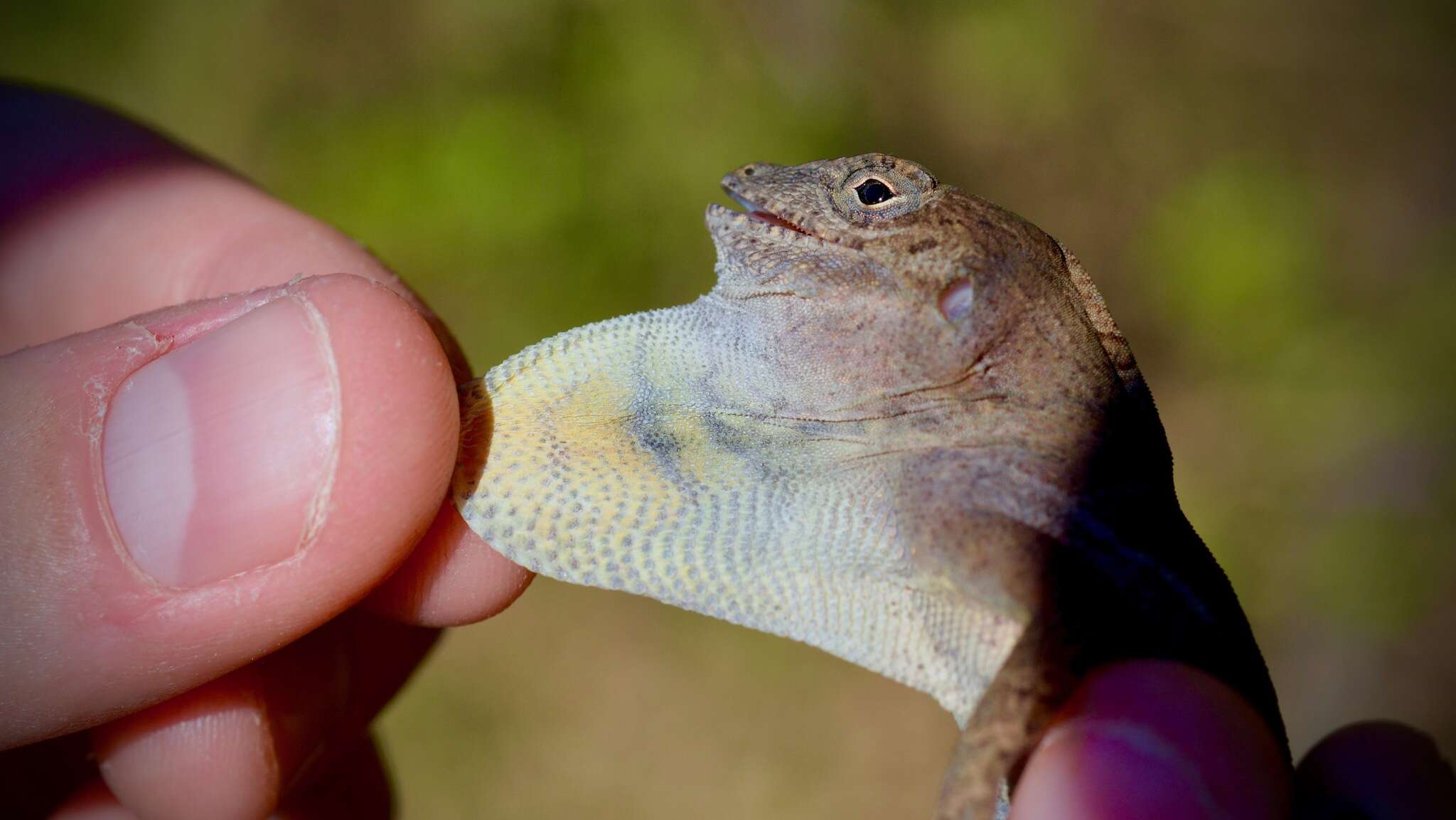 Imagem de Anolis cybotes Cope 1862