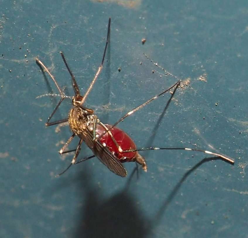 Image of Aedes japonicus (Theobald 1901)