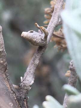 Image of Rhopalomyia lignea Gagne 1983