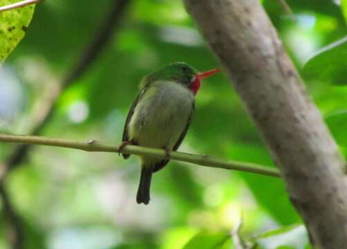 Image of Jamaican Tody