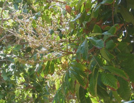 Image of longan