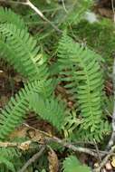 Image of Woodsia polystichoides D. C. Eat.