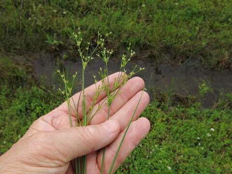 Imagem de Juncus debilis Gray