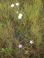 Image of largeflower rose gentian