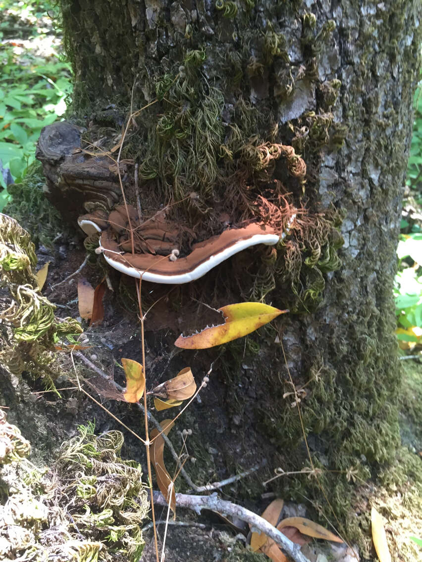 Plancia ëd Ganoderma brownii (Murrill) Gilb. 1962