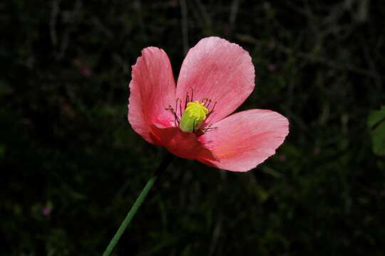 Image of Papaver lecoqii La Motte