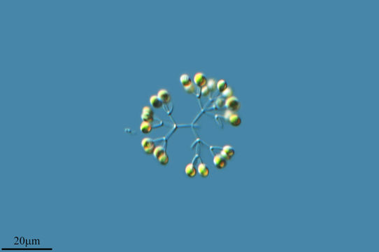 Image of <i>Dictyosphaerium pulchellum</i>