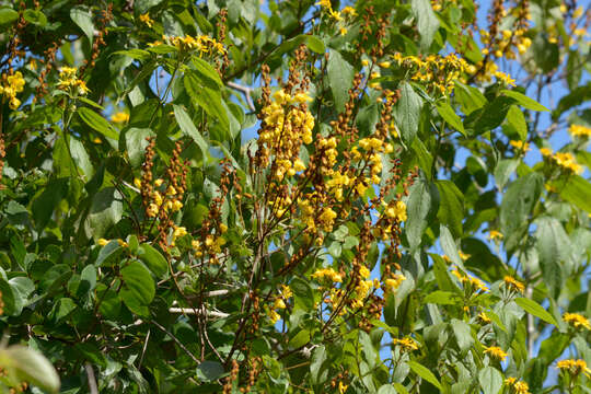 Image of Bauhinia herrerae (Britton & Rose) Standl. & Steyerm.