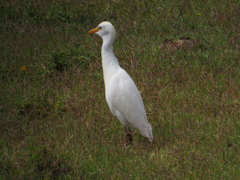 Image of Bubulcus ibis ibis