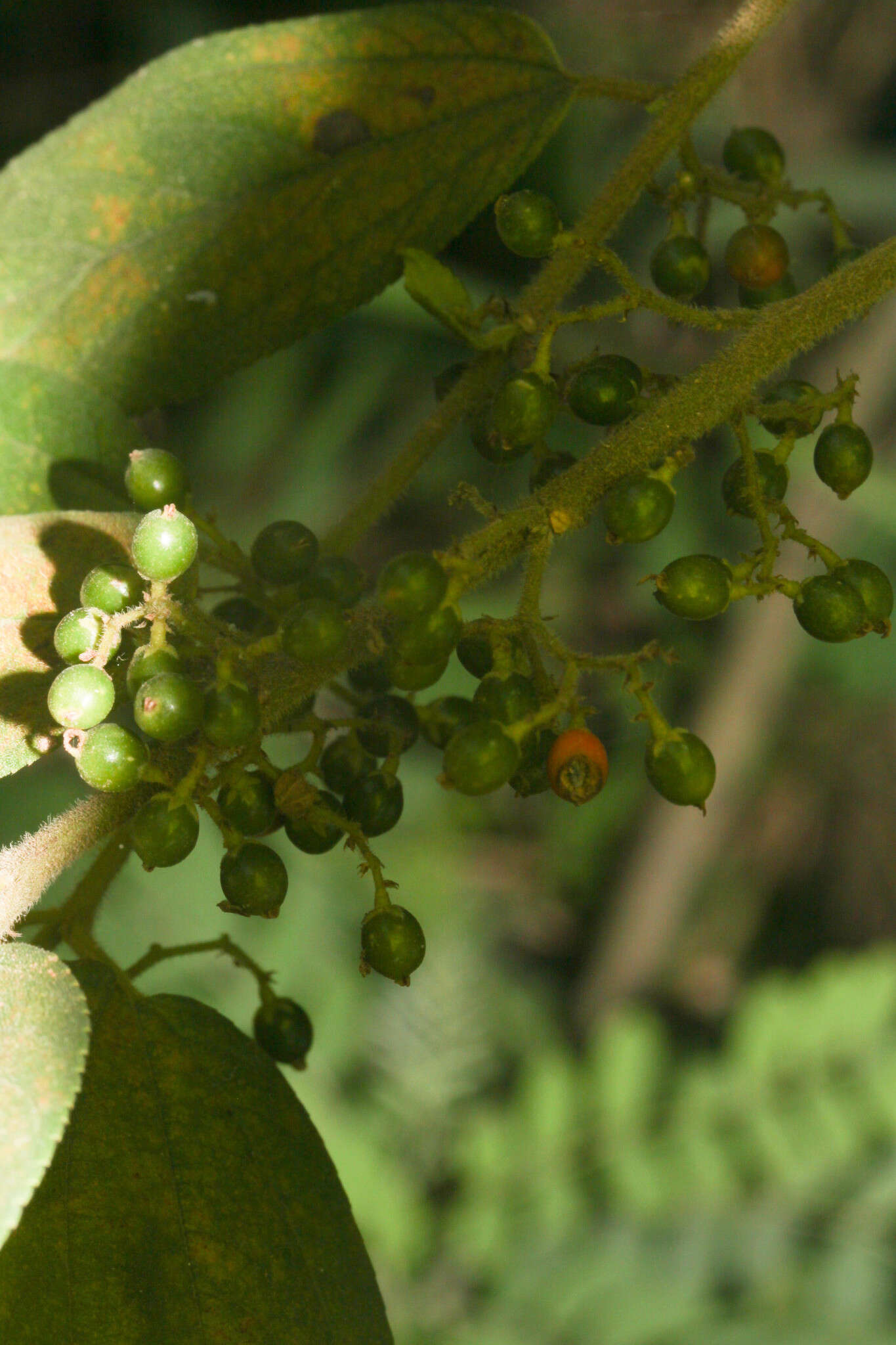 Image of Florida trema